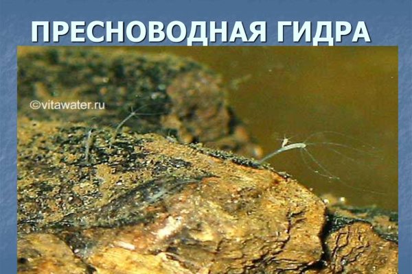 Kraken на русском